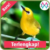 Suara Burung Pleci