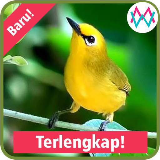 Suara Burung Pleci 0.1
