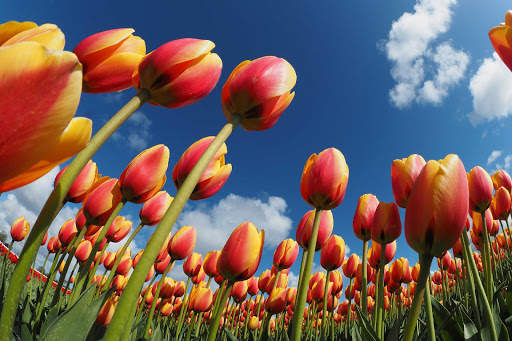Tulips Wallpapers HD & 4k Backgrounds screenshot 22