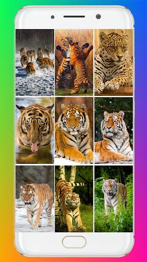 Tiger Wallpaper HD screenshot 1