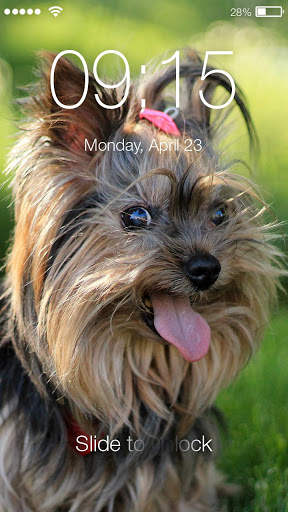 Yorkshire Terriers HD PIN Lock screenshot 1