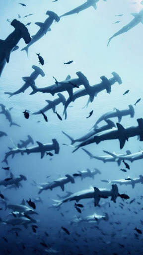Shark Wallpapers स्क्रीनशॉट 2