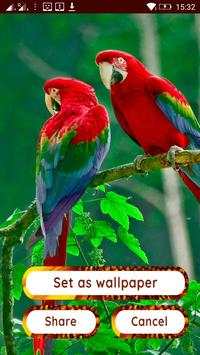 Birds HD Photo Frames and Live Wallpapers screenshot 14