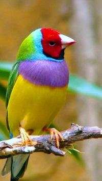 Birds Wallpapers HD screenshot 4