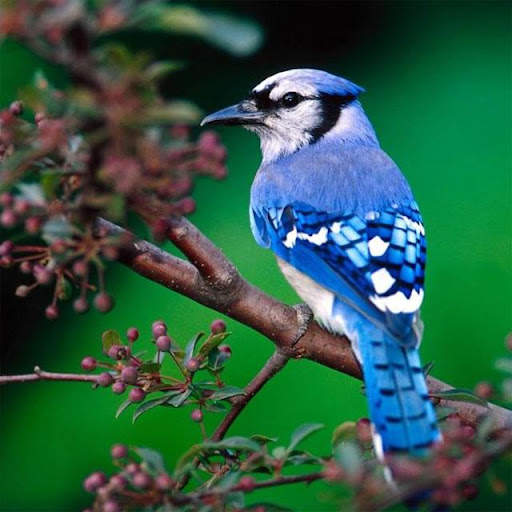 Birds Jigsaw Puzzles स्क्रीनशॉट 3