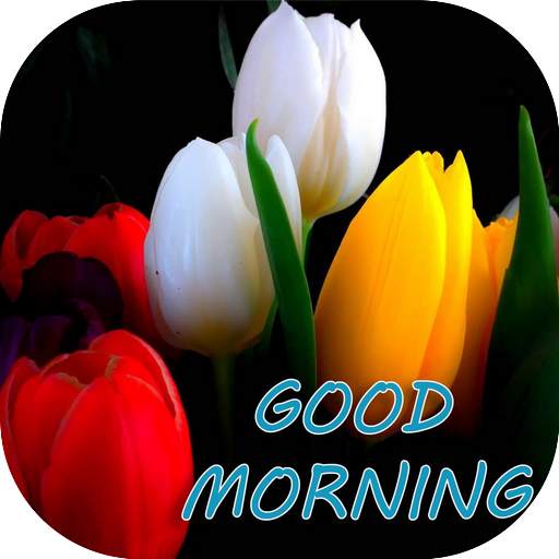 Good morning Flower Images Colorful Roses 4K 3.6