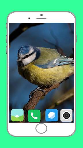 Birds Full HD Wallpaper स्क्रीनशॉट 6