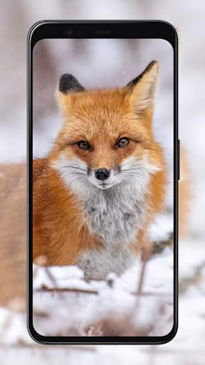 Fox Wallpapers screenshot 3
