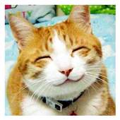 Funny Animals  Images 1.0