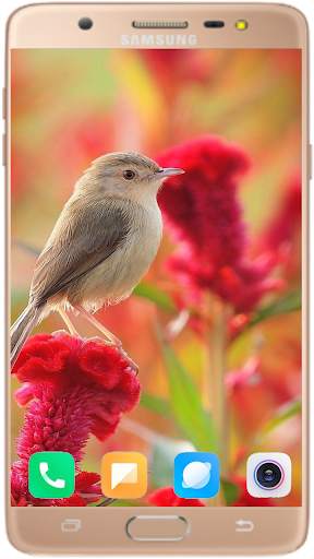 Bird Wallpaper Best HD स्क्रीनशॉट 16