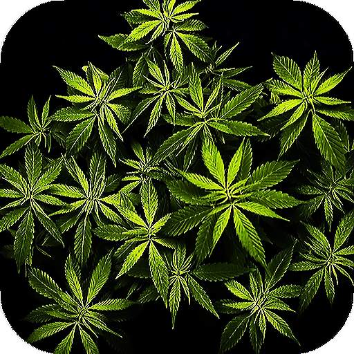 Weed Live Wallpaper - backgrounds hd 16.0