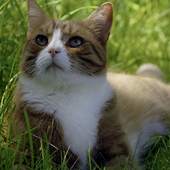 Pretty Cats Wallpapers 1.0