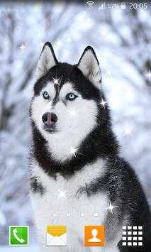 Husky Live Wallpapers स्क्रीनशॉट 4