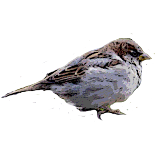 bird game5 icon