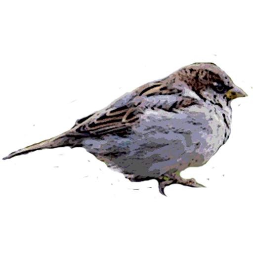 bird game5 1.0