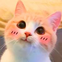 Cat Stickers for WhatsApp logo