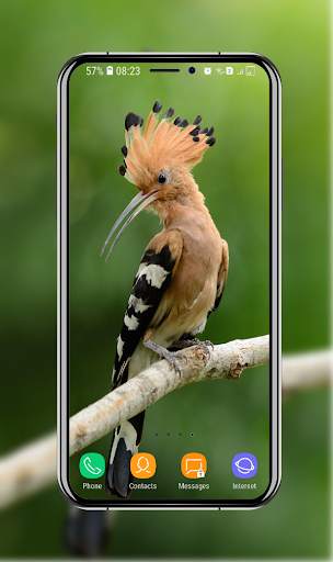 Birds Wallpaper screenshot 14