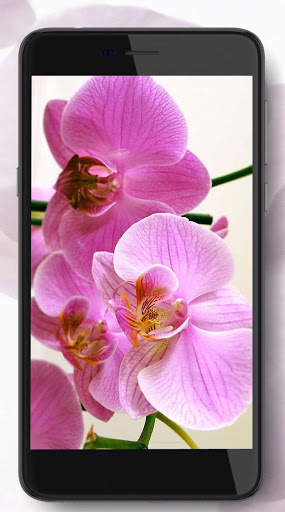 Music Orchid screenshot 2