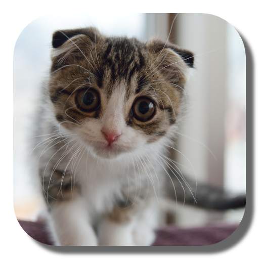 Scottish Fold Cat LWP 1.3.0