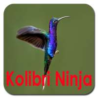Masteran Kolibri Ninja Offline icon