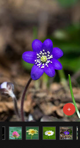 Flowers Wallpaper screenshot 2