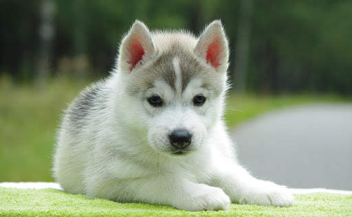 🐕 Husky Wallpapers – Cute Dog Wallpaper screenshot 10
