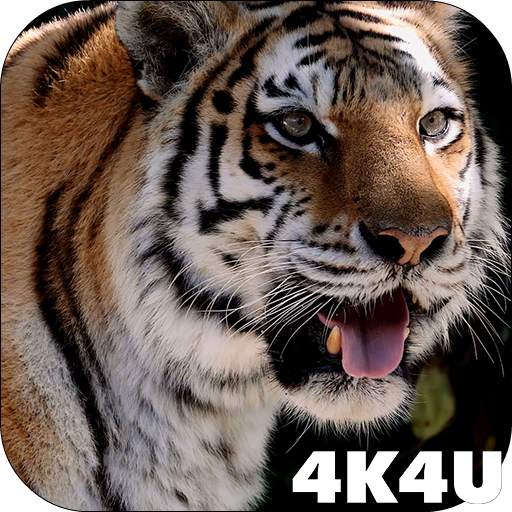 4K MightyTiger Video Live Wallpaper 2.04
