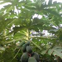 ikon Manfaat Daun-daunan