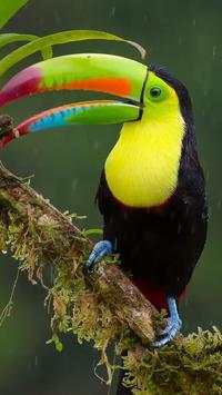 Beautiful Birds Wallpapers3 HD screenshot 15