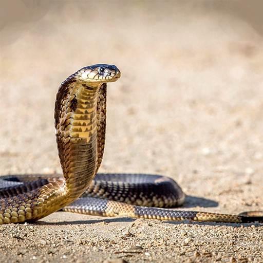 Snake Hd Wallpaper icon