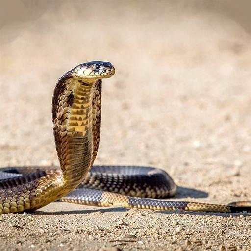 Snake Hd Wallpaper 3.1