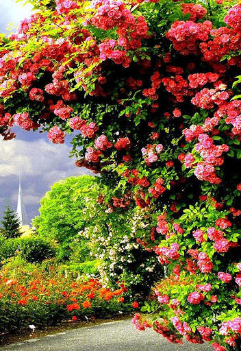 Rose Garden Wallpaper screenshot 2