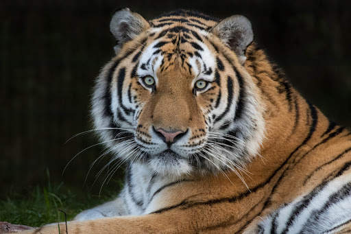 Tiger Wallpapers | hd backgrounds screenshot 17