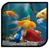 3D Fish Aquarium Live Wallpaper HD 1.0