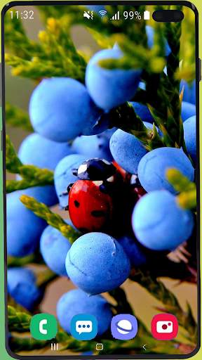 Fruit Wallpaper Best HD screenshot 16