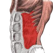 Anatomy: Atlas of Muscles 1.1