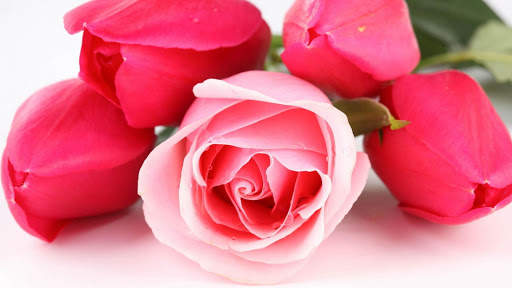 Rose Wallpaper HD & 4k Backgrounds screenshot 18