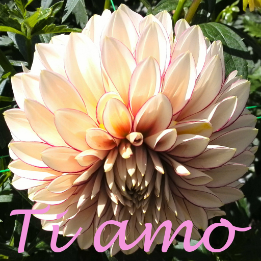 Ti amo icon