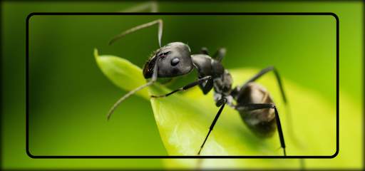 Ant Wallpaper screenshot 4