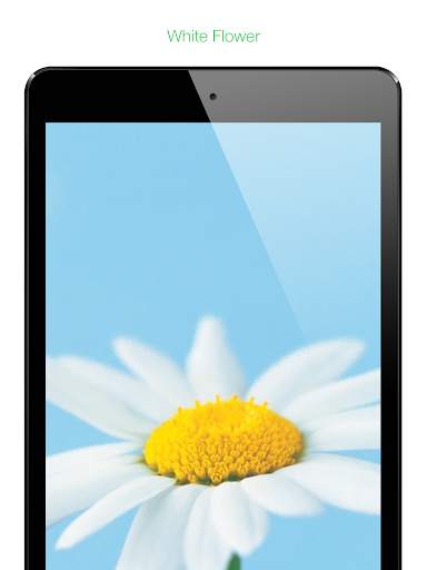 My Flowers Colors HD WALLPAPER screenshot 16