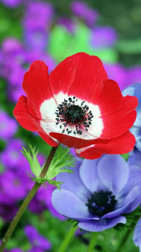 Red Poppies 3D Wallpaper screenshot 3