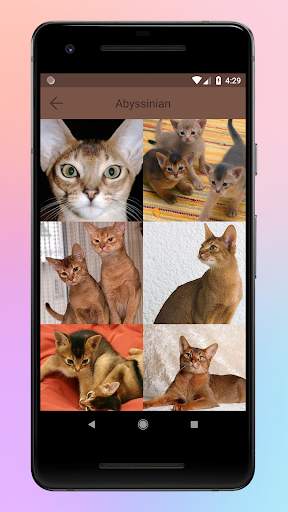 Animal World A-Z Collections screenshot 4
