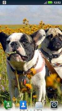 Pugs Wallpapers screenshot 2