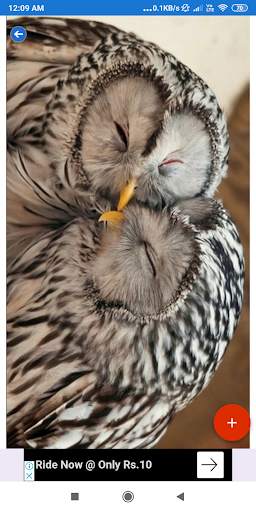 Owl Wallpaper: HD images, Free Pics download screenshot 7