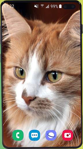 Cute Cat Wallpaper Best HD скриншот 14