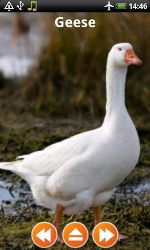 Animal Sounds Free Offline screenshot 7