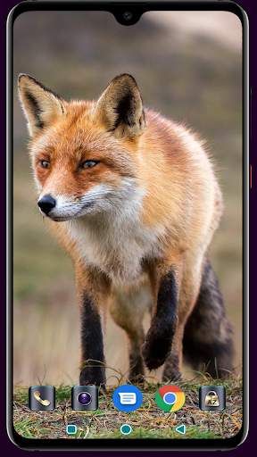 Fox Wallpaper 4K Latest screenshot 8