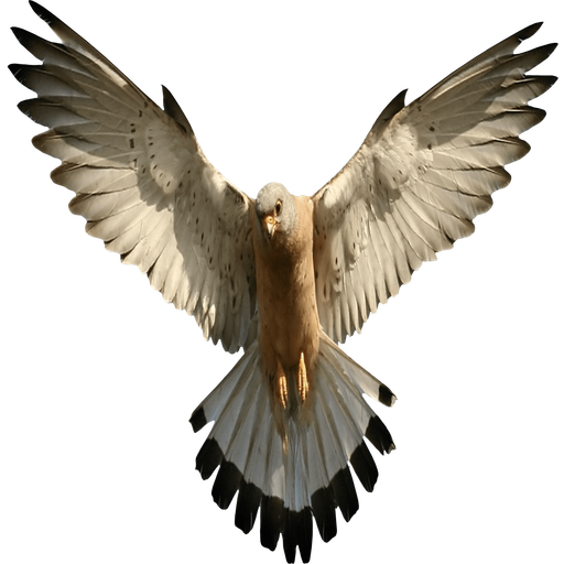 GSM-Falcon icon