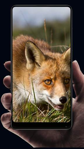 Fox Wallpaper HD screenshot 3