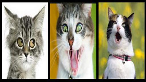Funny Cat Photos screenshot 1
